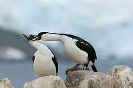 Cormoran antarctique