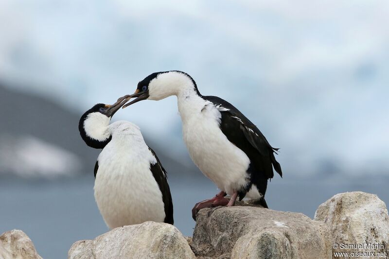 Antarctic Shagadult breeding, courting display