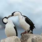 Cormoran antarctique