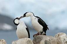 Cormoran antarctique