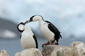 Antarctic Shag