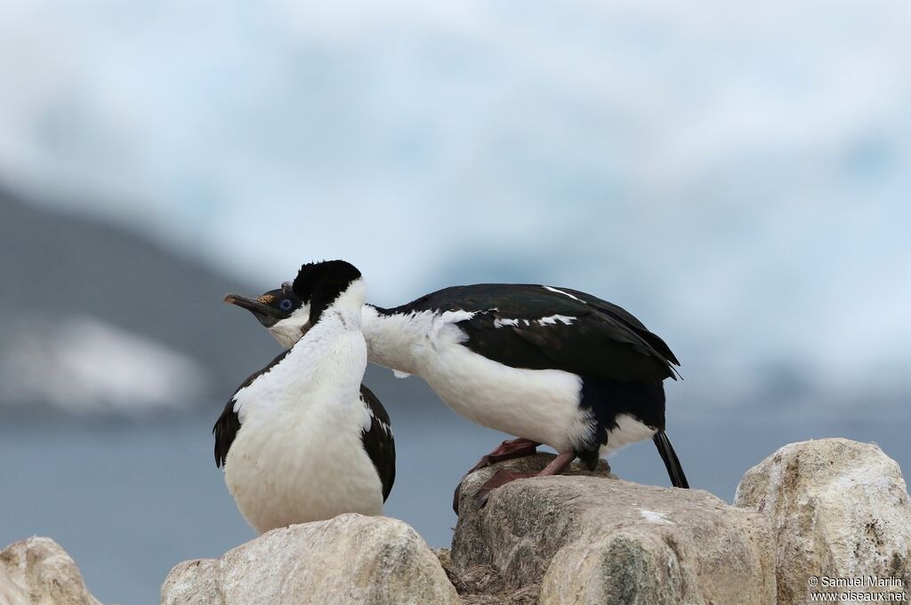 Antarctic Shagadult breeding, courting display