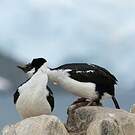 Cormoran antarctique
