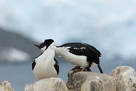 Cormoran antarctique