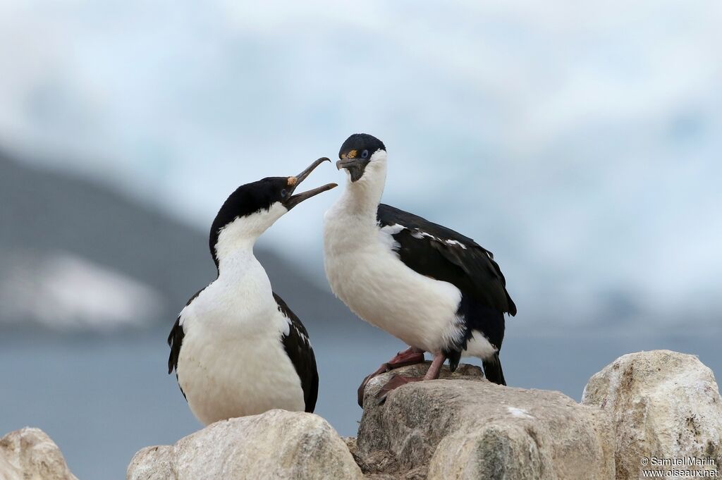 Antarctic Shagadult breeding, courting display