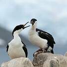 Cormoran antarctique