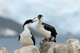 Cormoran antarctique