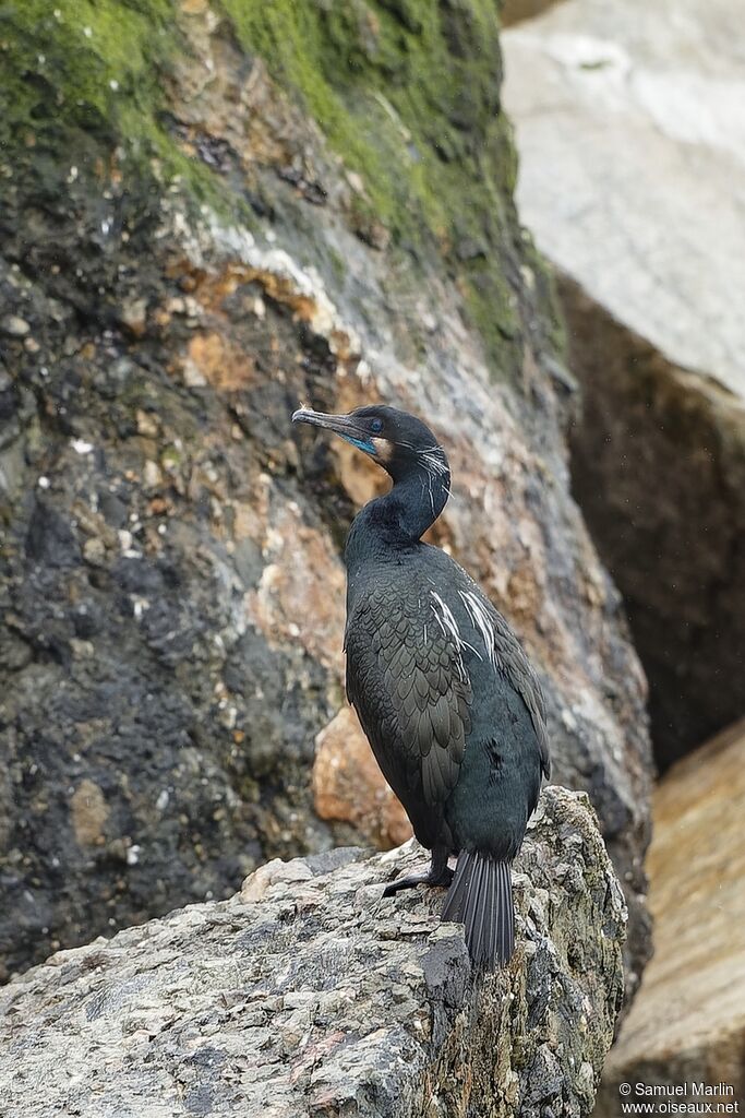 Cormoran de Brandt mâle adulte