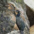 Cormoran de Brandt