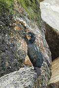 Brandt's Cormorant