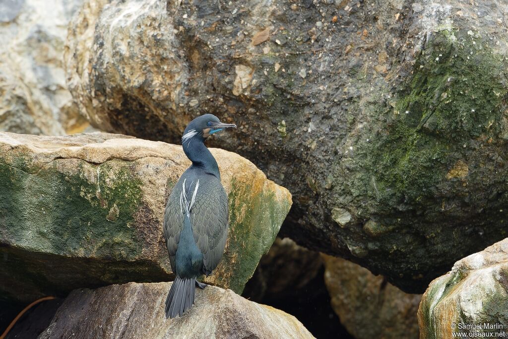 Cormoran de Brandt mâle adulte