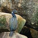 Cormoran de Brandt