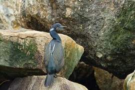 Brandt's Cormorant