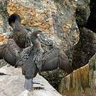 Cormoran de Brandt