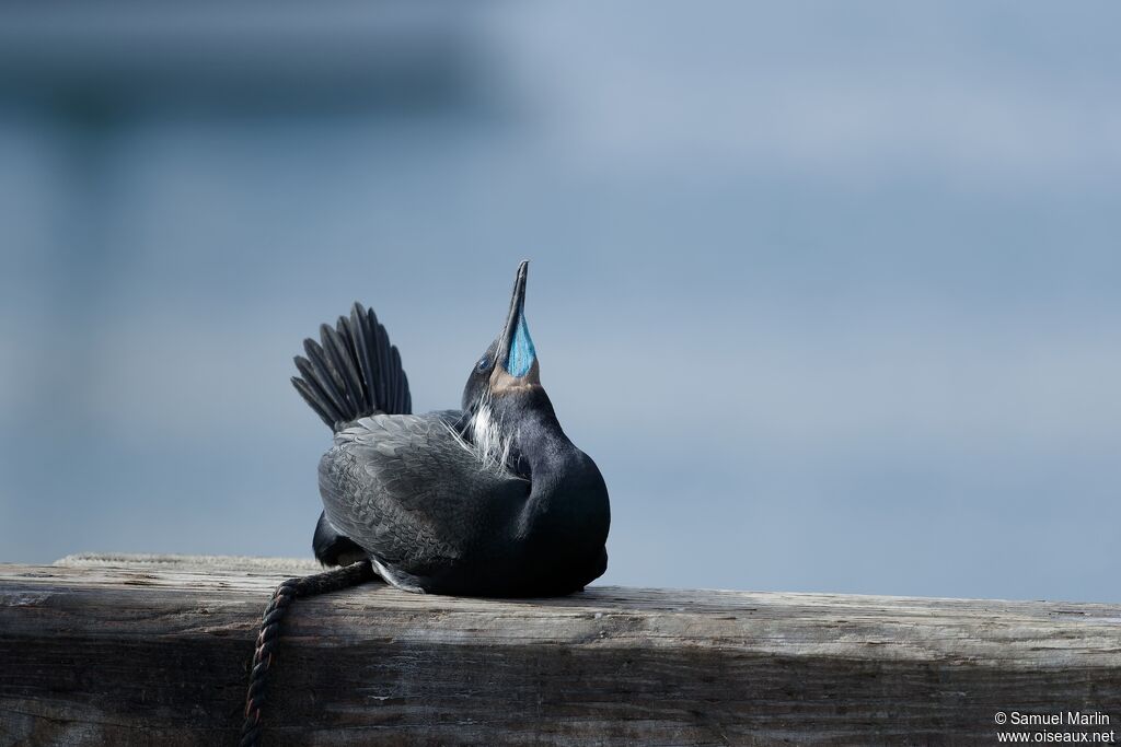 Brandt's Cormorant female adult, courting display