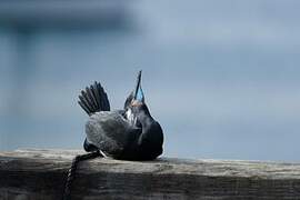 Brandt's Cormorant