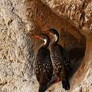 Cormoran de Gaimard