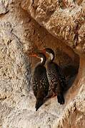 Red-legged Cormorant