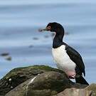 Cormoran de Magellan