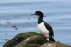 Cormoran de Magellan