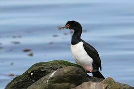 Rock Shag