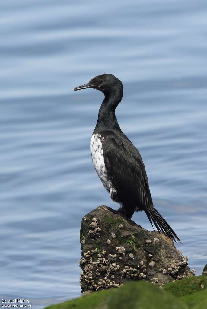 Cormoran de Magellanjuvénile, identification