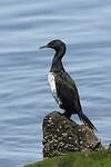 Cormoran de Magellan