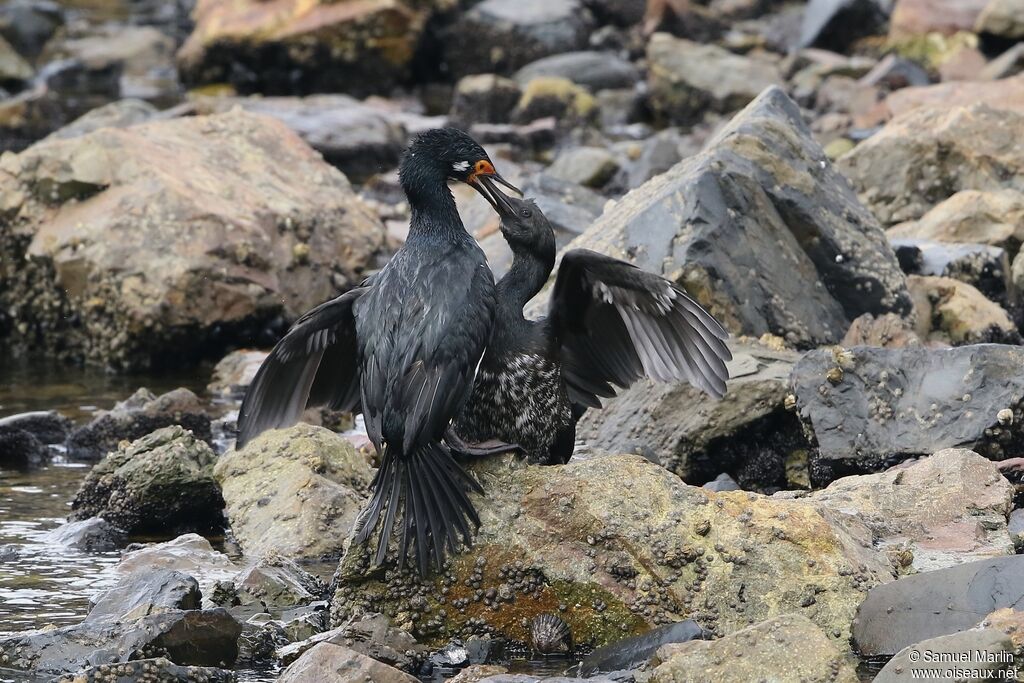 Rock Shag