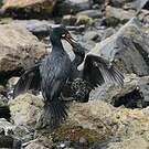 Cormoran de Magellan
