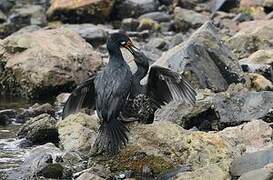 Cormoran de Magellan