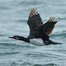 Cormoran de Magellan