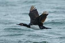 Cormoran de Magellan