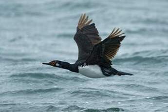 Cormoran de Magellan