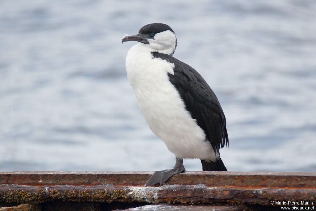 Black-faced Cormorantadult