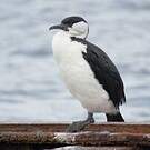 Cormoran de Tasmanie