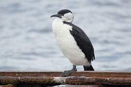 Black-faced Cormorant