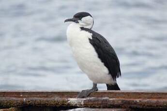 Cormoran de Tasmanie