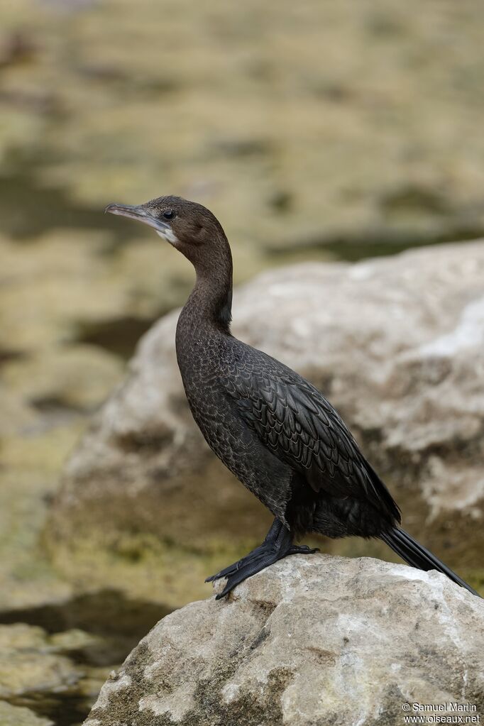 Little Cormorantadult