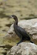 Little Cormorant