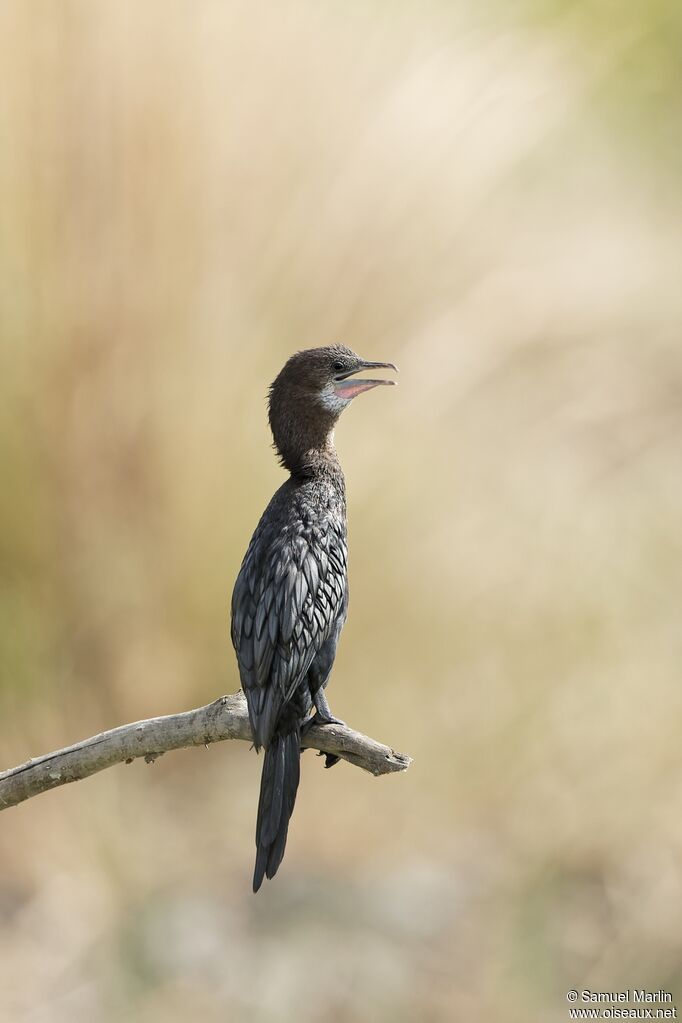 Cormoran de Vieillotadulte