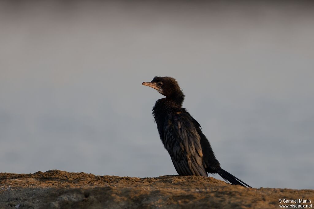 Little Cormorantadult