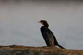 Cormoran de Vieillot