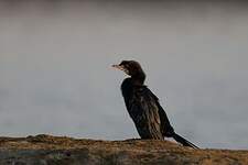 Cormoran de Vieillot