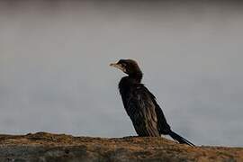 Cormoran de Vieillot