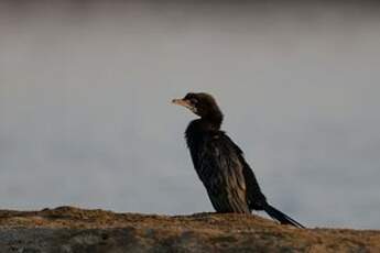 Cormoran de Vieillot