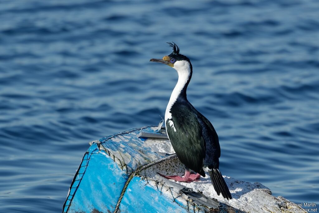 Cormoran impérial mâle adulte