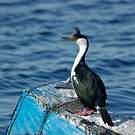 Cormoran impérial