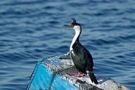 Imperial Shag