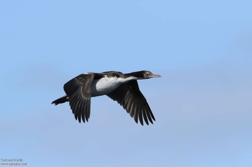 Cormoran impérialimmature, Vol