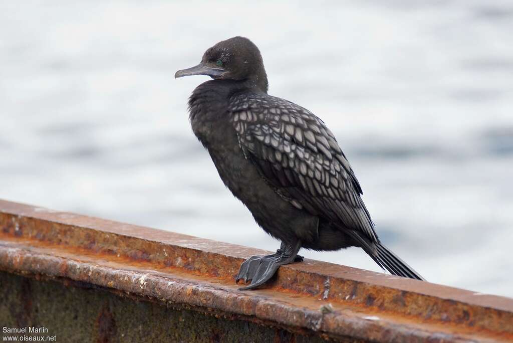 Little Black Cormorantadult, identification